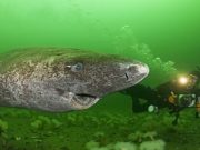 Ev seyê avê dikare 200 salî bijî