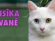 Muzîkê bi pisîkên Wanê didin guhdarîkirin